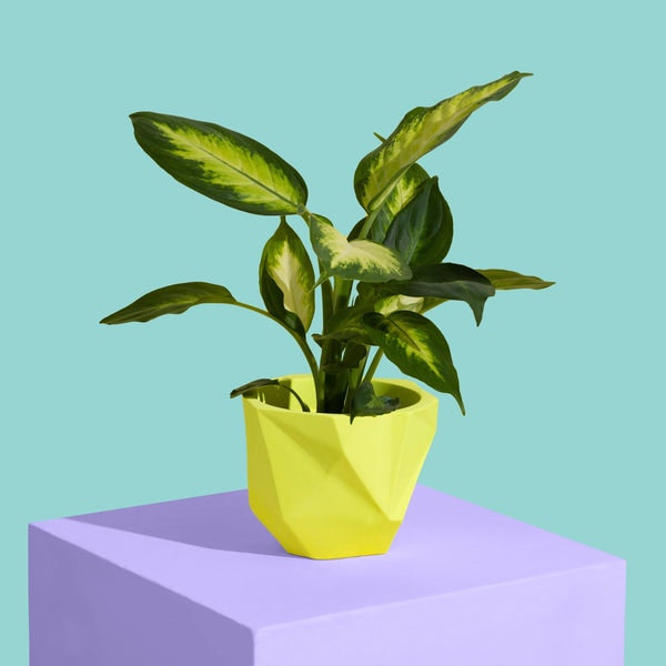 Yellow Block Colour Plant Pot - Medium by Misshandled
