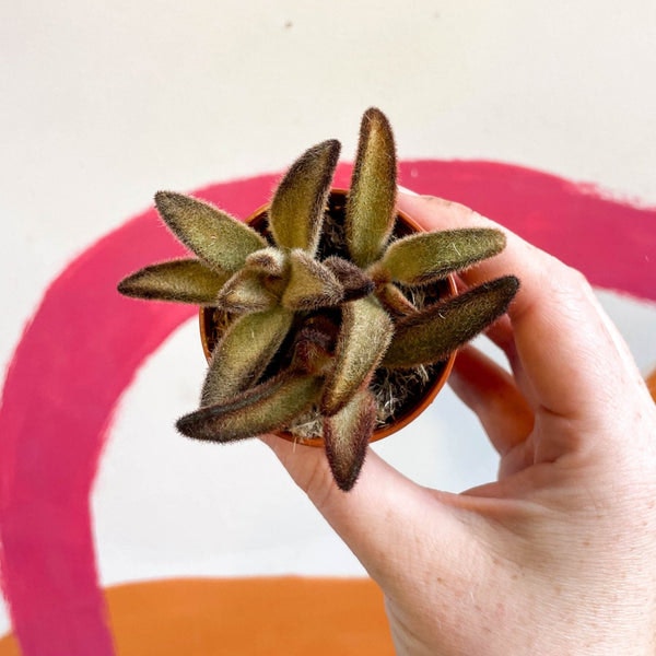 Kalanchoe Tomentosa 'chocolate Soldier' by Sprouts of Bristol