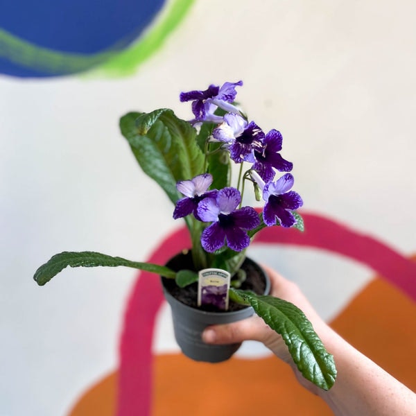 Streptocarpus Ionantha 'katie' - Welsh Grown by Sprouts of Bristol