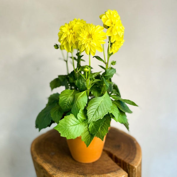 Yellow Dahlia 'royal' by Sprouts of Bristol
