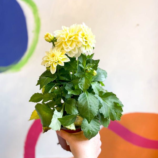 White Dahlia - Dahlia 'dahlietta Shirley' - British Grown by Sprouts of Bristol