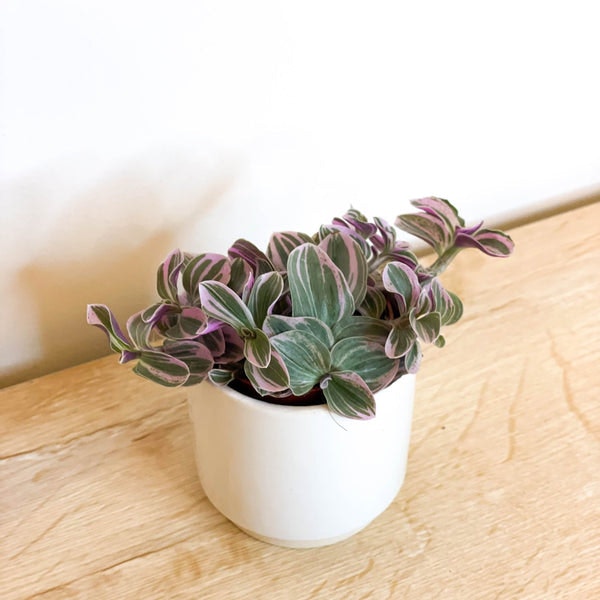 Inch Plant - Tradescantia 'sweetness' by Sprouts of Bristol