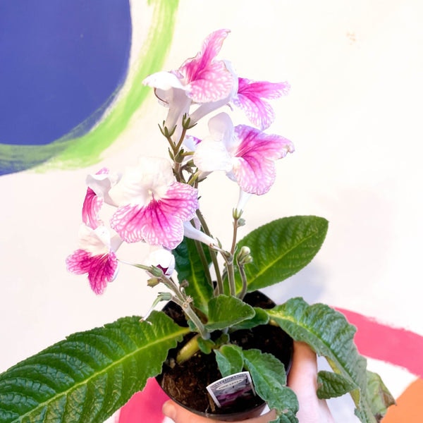 Streptocarpus Ionantha 'pink Leyla' - Welsh Grown by Sprouts of Bristol