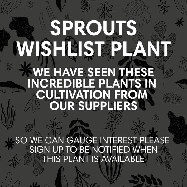 Anthurium Hookeri by Sprouts of Bristol