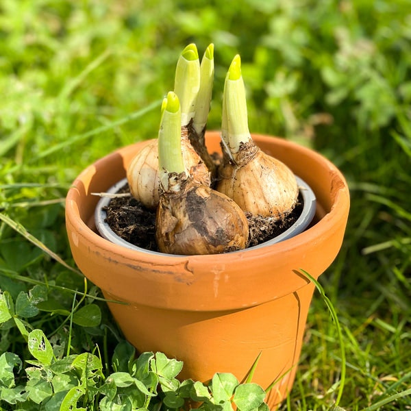 Potted Miniature Daffodils - Narcissus 'tete A Tete' by Sprouts of Bristol