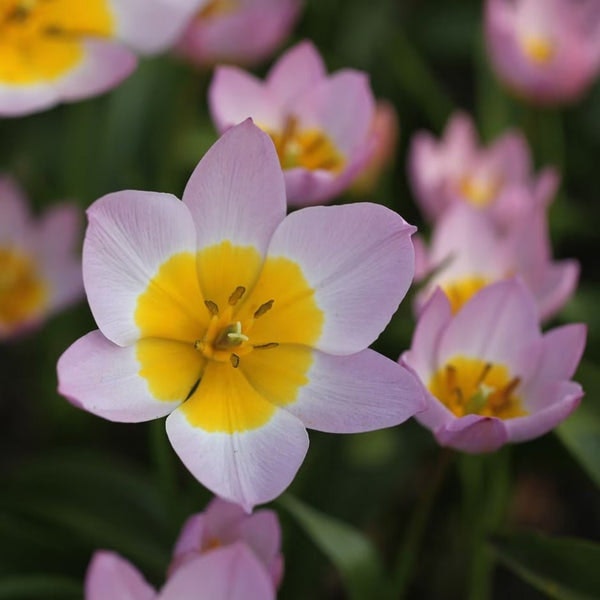 Tulip - Tulipa Saxatilis 'lilac Wonder' [bulbs] by Sprouts of Bristol