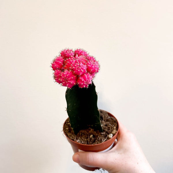 5.5cm Gymnocalycium Mihanovichii - Rose Pink Moon Cactus by Sprouts of Bristol